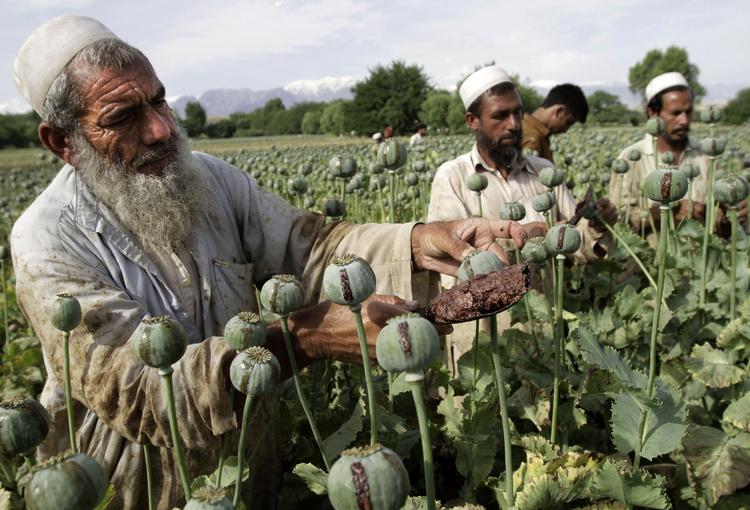 Landbrug. Afghanske landmænd høster opiumsvalmuer i et område tæt på Jalalabad. Trods indsatsen for at  begrænse produktionen er den større end nogensinde. 