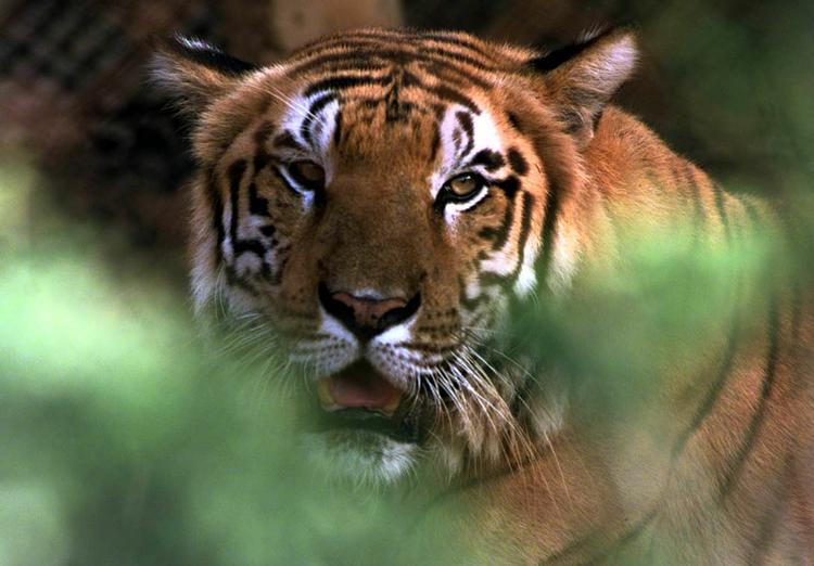 TIGERJAGT. Det er en karl som denne, fransk politi nu leder efter lige uden for Paris. 
