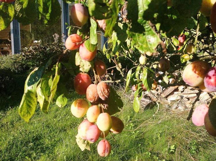 Stakkels blomme. Træet er truet af fældning, fordi blommerne i de seneste år har været ramt af sygdom. Lad det dog være, lyder rådet. Privatfoto 