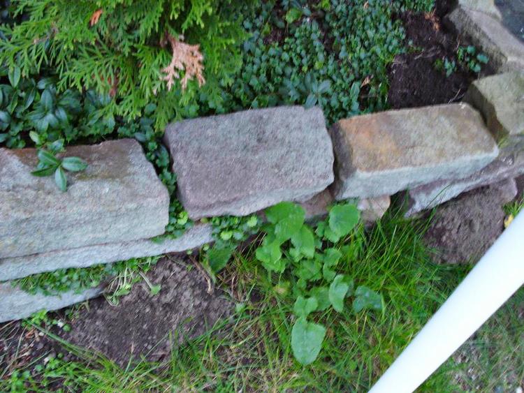 Graveren. Det er en muldvarp og ikke myrer, der har lavet denne bunke ved stendiget. Privatfoto 