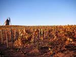 Jadot. Det Bourgogne-baserede hus Louis Jadot laver også vin i Beaujolais, og det kommer der forførende og tilfredsstillende vine ud af. PR-foto. 