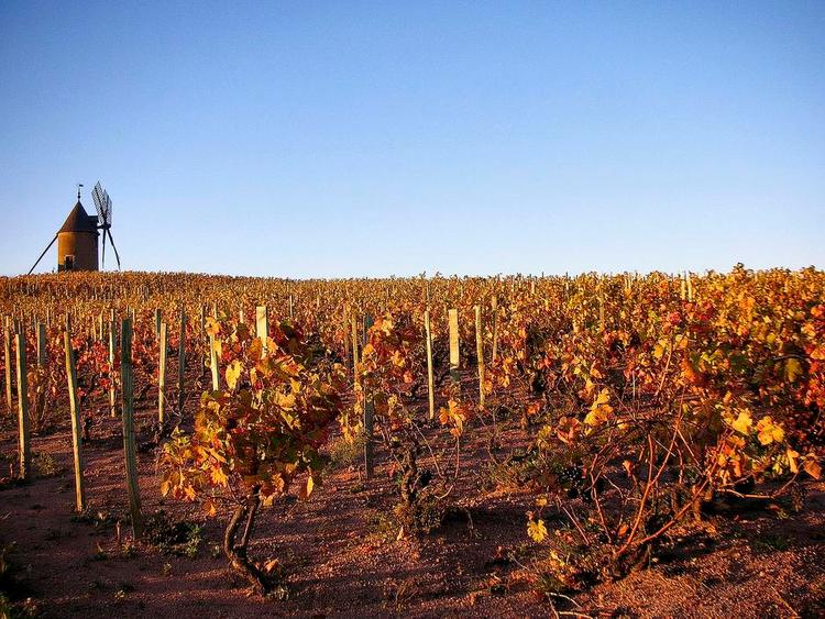 Jadot. Det Bourgogne-baserede hus Louis Jadot laver også vin i Beaujolais, og det kommer der forførende og tilfredsstillende vine ud af. PR-foto. 