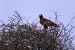 Fauna. Kongeørnen yngler nu igen i Danmark. 