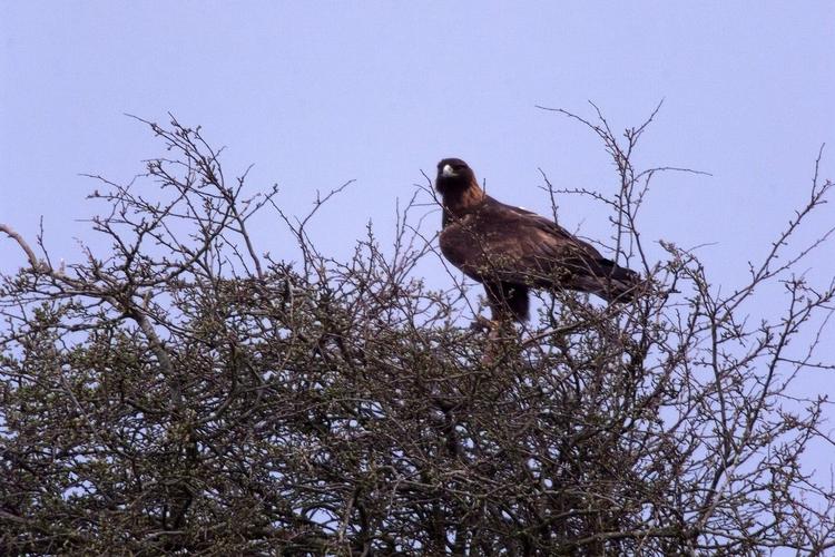 Fauna. Kongeørnen yngler nu igen i Danmark. 