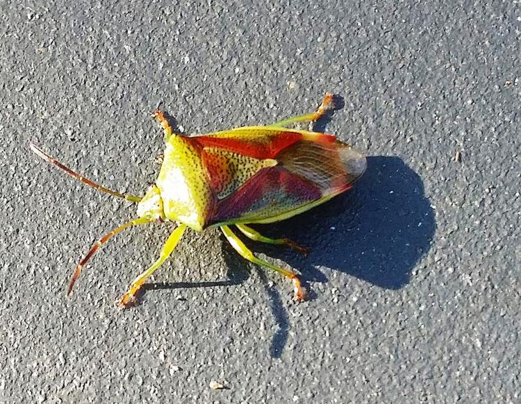 Bæst. 'Nabo-Ole' er ekspert i insekter, fugle og meget mere og har afklaret, at dette bæst ikke er en bille men en Almindelig Løvtæge. Privatfoto 