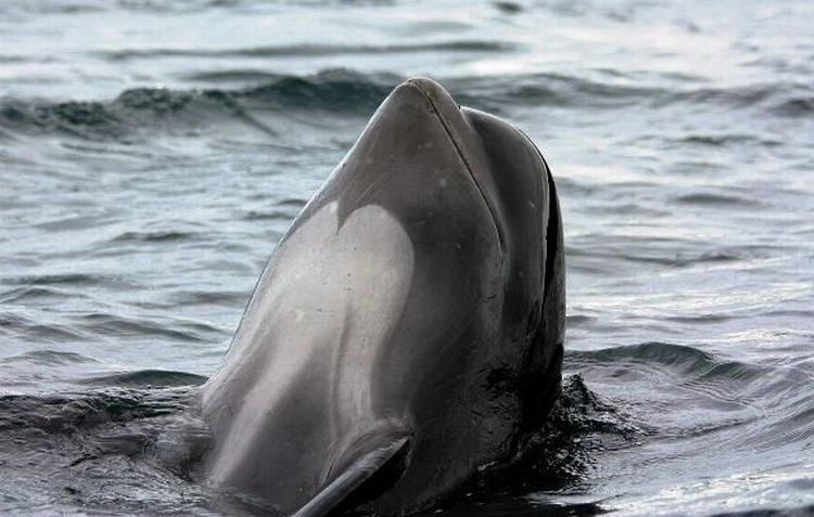 HJERNEFORSKNING. Grindehvalernes hjerner har næsten dobbelt så mange hjerneceller som menneskets. 