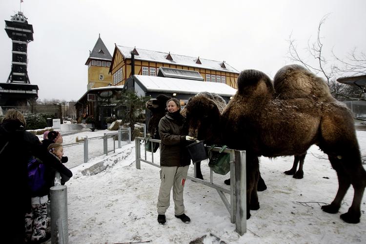 Julegodter. Dyrene i Zoo bliver forkælet i december. 