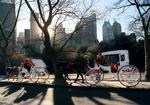 Køretur. Det koster i omegnen af 1.200 kroner for en 'romantisk tur' rundt i Central Park med hestevogn. Men hvis det står til byens borgmester skal hestevogne forbydes i New York. 