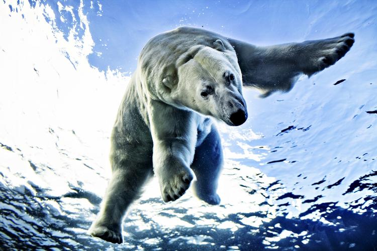 ISBJØRN. Grønlands Naturinstitut skal til at tælle isbjørne i Østgrønland. Her ses en isbjørn fra Københavns Zoo. (arkiv) 