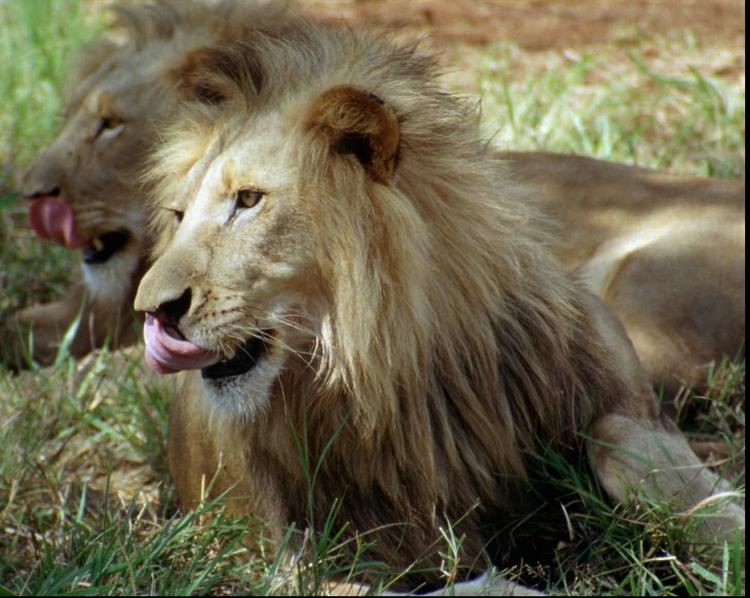 Angreb. Løverne i Barcelona Zoo gik til angreb på 45-årig mand. Løverne på billedet er ikke løverne i Barcelona Zoo 