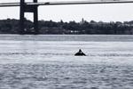Forurening. En offentlig strand er lukket på grund af olieudslip i Lillebælt. 