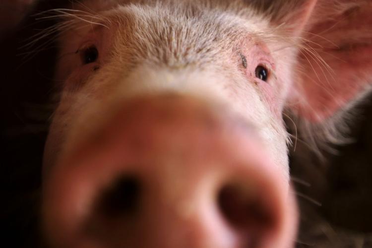 resistens. Svine-MRSA er en af de multiresistente bakterier, som spreder sig hastigt herhjemme i øjeblikket. 