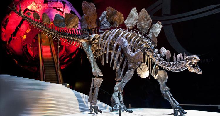 Ældgammel. Denne stegosaurus stenops - eller Sophie - som Natural History Museum i London har døbt den, vurderes til at være 150 millioner år gammel. 