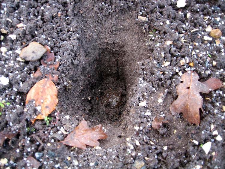 Natligt besøg. Det er en grævling, der graver et hul, placerer en klat i hullet og lunter videre. Privatfoto. 