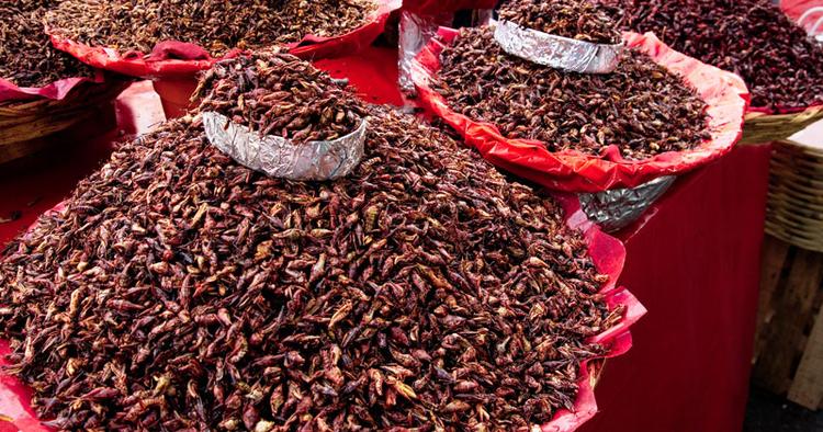 Snack. Græshopper bruges både som fyld og som snacks og er en delikatesse visse steder i Mexico. 