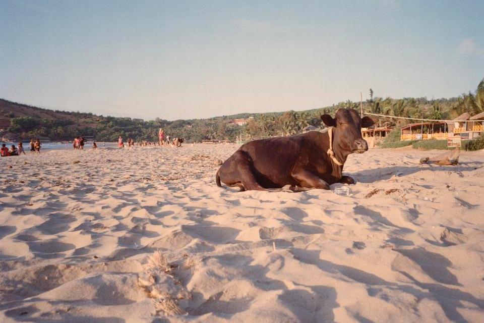 Kudle Beach, Gokarna. På Kudle Beach - og i Indien generelt - er koen hellig båd på gaden og på stranden. Også her virker koen til at den stortrives med masser mennesker omkring sig. 