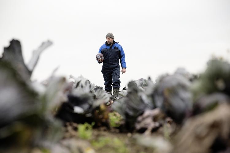 Kåltid. Det er ikke sikkert, at man vil kunne få dansk rødkål i hele den normale sæson i denne vinter. Mange steder har rødkålene taget skade af den lange tørkeperiode i sommer efterfulgt af meget regn. 