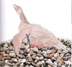 dunfin. Grågåsen Dunfin har skadet sin vinge. Den hvide gase og Nils Holgersen hjælper. Illustration: Helle Frøsig. 