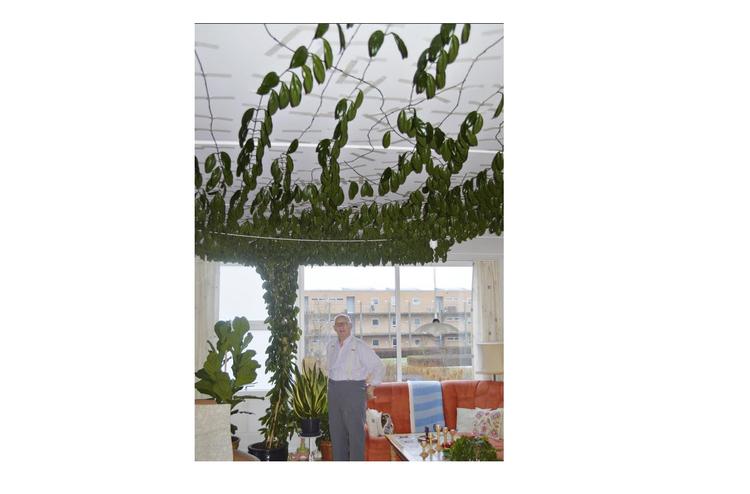vækst. To centimeter om dagen gror stænglerne Johannes Larsens voksblomst sommerhalvåret. 