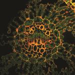 Nål. Et svimlende kig direkte ind i en grannål på et penselfyrretræ foretaget med en avanceret mikroskopi-teknik på Københavns Universitet. De små grønne celler lidt over billedets midte er ansvarlige for transport af sukker til træet. De små orange celler i ringens midte transporterer vandet rundt i træet. 