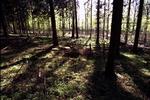 skov 3