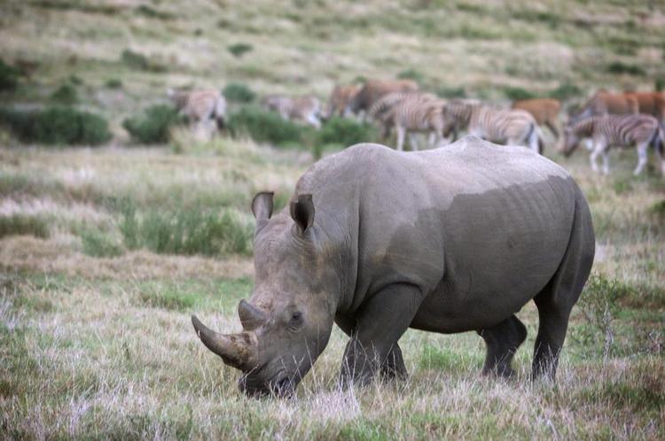 Turet. Næsehornet er næsten udryddet. Det skyldes, at den bliver jaget af krybskytter. Foto: Poul Husted 