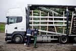 ARBEJDE. Østarbejdere bakser med at læsse en lastbil med juletræer. SF vil have, at flere indvandrere og flygtninge får de jobs, der i dag besættes af østarbejdere. 