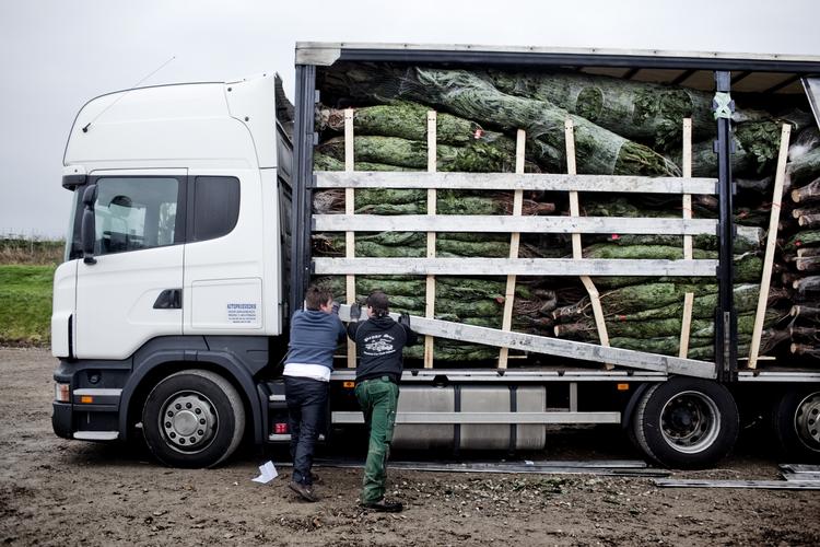 ARBEJDE. Østarbejdere bakser med at læsse en lastbil med juletræer. SF vil have, at flere indvandrere og flygtninge får de jobs, der i dag besættes af østarbejdere. 