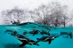 legesyge. Pingvinerne står ikke stille ret længe ad gangen. Det kan besværliggøre optællingen. Foto: Kirsty Wigglesworth/AP 