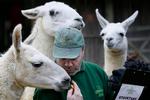 nysgerrige. Lamaerne ser ud til at blande sig i optællingen. Foto: Kirsty Wigglesworth/AP 