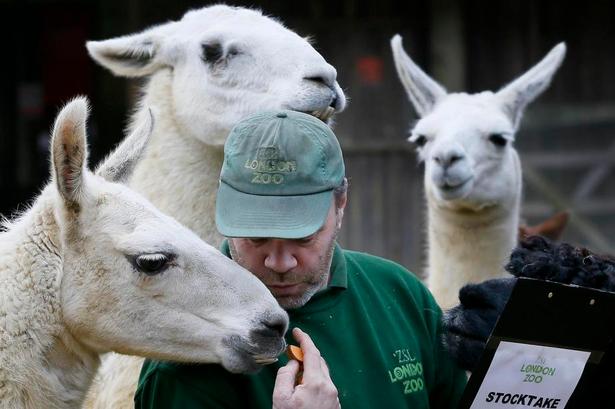 nysgerrige. Lamaerne ser ud til at blande sig i optællingen. Foto: Kirsty Wigglesworth/AP 