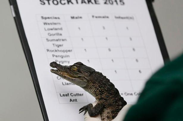 nyfødt. En kun seks måneder gammel filippinsk krokodille kigger tilsyneladende med under optællingen. Foto: Kirsty Wigglesworth/AP 