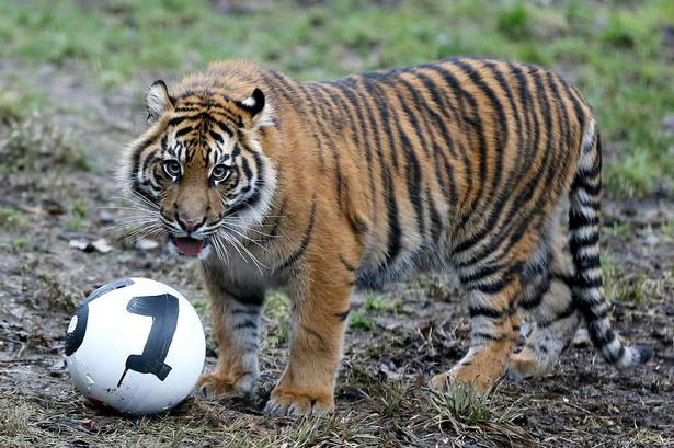 succes. London zoo har forøget bestanden af sumatratigeren med tre unger i dette år. Foto: Kirsty Wigglesworth/AP 