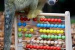legetøj. Kuglerammen er mest til dyrenes egen underholdningn. Optællingen af alle dyr i London zoo foregår videnskabeligt korrekt. Foto: Kirsty Wigglesworth/AP 