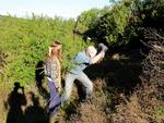 Paradistræer. På billedet ses, hvordan frivillige planter stiklinger af paradistræer i et sydafrikansk naturreservat - bl.a. til stor glæde for elefanter, som spiser bladene. 