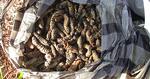 Snack. Mopane worms (Gonimbrasia belina) bliver faldtbudt safariturister i Welverdiend i det nordøstlige Sydafrika. 