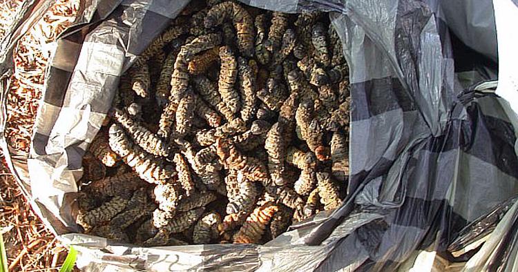 Snack. Mopane worms (Gonimbrasia belina) bliver faldtbudt safariturister i Welverdiend i det nordøstlige Sydafrika. 