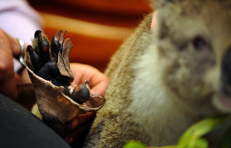 Brændt. Skovbrande i Australien går hårdt ud over koalaer og andre vilde dyr. 