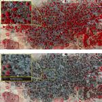 Internationalt. Billederne her viser ifølge Amnesty International den islamistiske gruppe Boko Harams angreb på byen Baga. Foto: Amnesty International / DigitalGlobe 