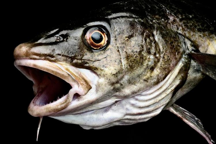 Levevilkår. Regeringen vil skabe nogle oaser på havbunden, hvor sårbare dyr får bedre levevilkår. 