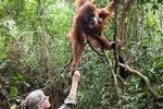 Sumatra. På indonesiske Sumatra bliver der hilst på de lokale orangutanger, som kom ned fra træerne hvis de fik lyst til peanuts. FOTO: Carsten Brandt 