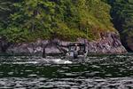 Canada. Billedet er taget på en sejltur ud for byen Campbell River på østsiden af Vancouver Island i Canada, og viser en ’fiskestrid’ mellem en spækhugger og en lystfisker. FOTO: Niels Hejnfelt 
