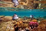 Egypten. Fotografen bag billedet her holder meget af at snorkle. Han fortæller: »Jeg elsker at fotografere, så jeg søger hele tiden at indfange specielle øjeblikke. Som eksempelvis her, hvor sollyset stod ned i vandet på en måde, så jeg kunne indfange de smukke spejlinger i det krystalklare vand. FOTO: Janek Mastek 