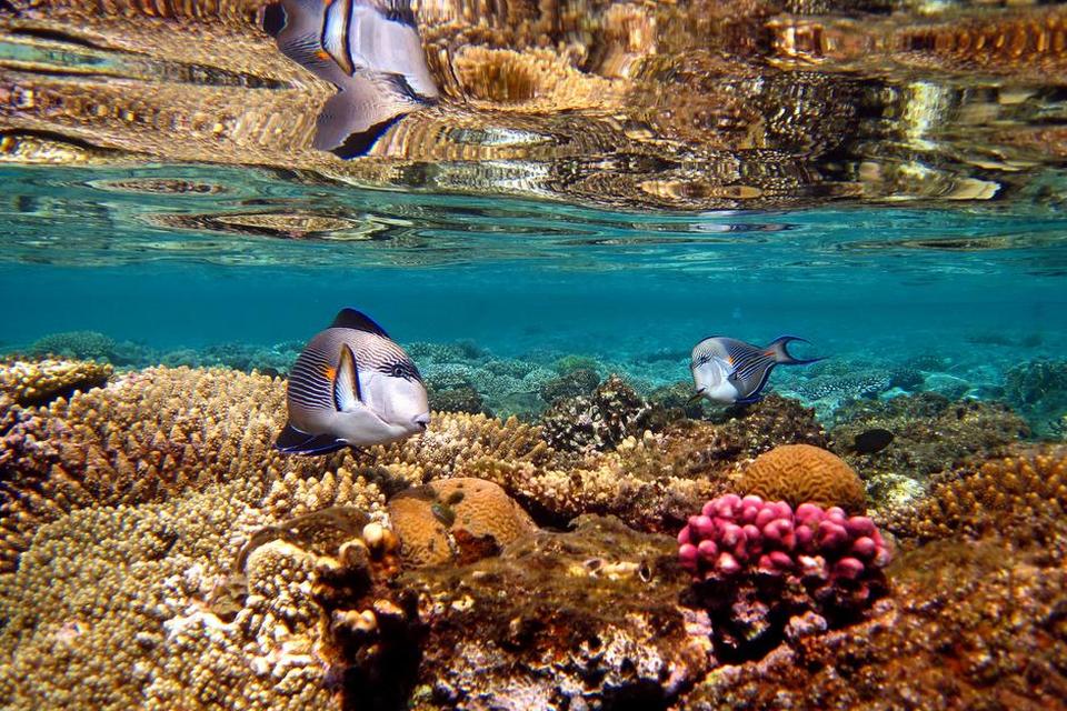 Egypten. Fotografen bag billedet her holder meget af at snorkle. Han fortæller: »Jeg elsker at fotografere, så jeg søger hele tiden at indfange specielle øjeblikke. Som eksempelvis her, hvor sollyset stod ned i vandet på en måde, så jeg kunne indfange de smukke spejlinger i det krystalklare vand. FOTO: Janek Mastek 