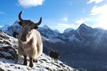 Nepal. Billedet er taget på et trek til Everest Base Camp, hvor Gokyo Ri blev besteget for at få et glimt til Mount Everest. På vejen op mødte fotografen denne yak. Ganske kort tid efter billedet blev taget rullede en sky opad bjerget og udsigten forsvandt. FOTO: Anders Lemke 