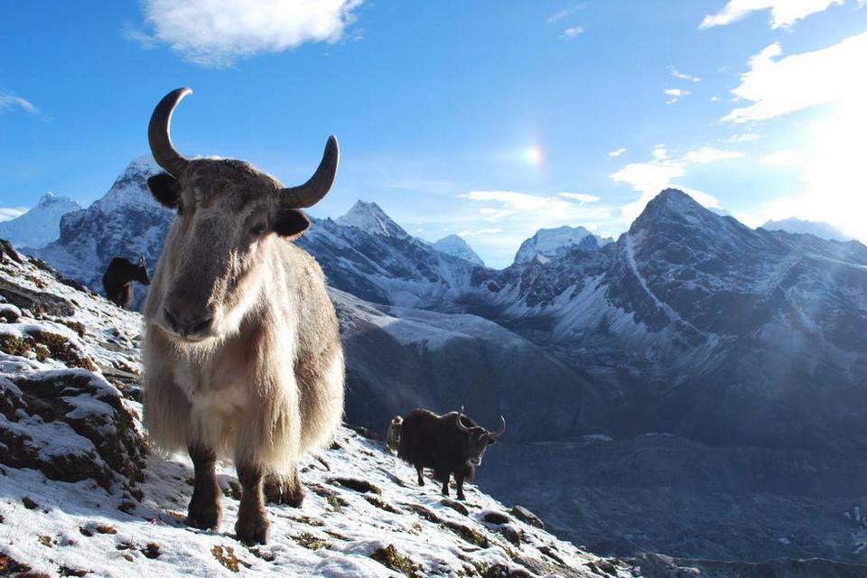 Nepal. Billedet er taget på et trek til Everest Base Camp, hvor Gokyo Ri blev besteget for at få et glimt til Mount Everest. På vejen op mødte fotografen denne yak. Ganske kort tid efter billedet blev taget rullede en sky opad bjerget og udsigten forsvandt. FOTO: Anders Lemke 