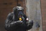 Håb. Aftonbladets nye onlineavis bringer for eksempel historien om, hvordan dyr - som chimpansen Paulinho på billedet - fik is i Rio de Janeiros zoo for at køle sig under en hedebølge i sidste uge. 