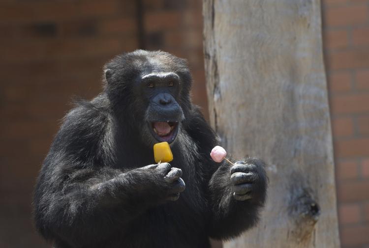 Håb. Aftonbladets nye onlineavis bringer for eksempel historien om, hvordan dyr - som chimpansen Paulinho på billedet - fik is i Rio de Janeiros zoo for at køle sig under en hedebølge i sidste uge. 