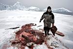 Bæredygtigt. Grøndlandske sælfangerkultur er stærkt presset af faldende indtægter i forbindelse med EU's importforbud mod sælskind. 