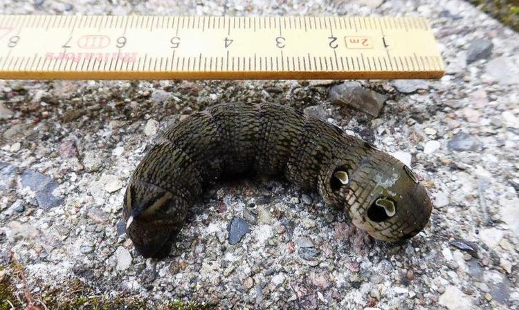 Larve. Der findes ufatteligt mange slags larver at det nærmest er umuligt at huske dem alle. 